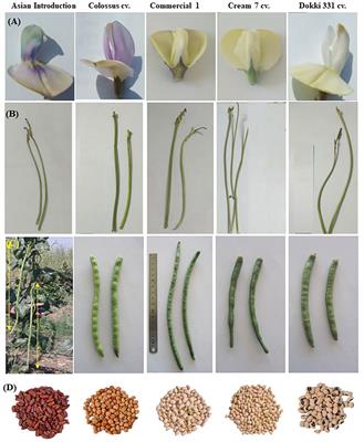 Estimates of genotypic and phenotypic variance, heritability, and genetic advance of horticultural traits in developed crosses of cowpea (Vigna unguiculata [L.] Walp)